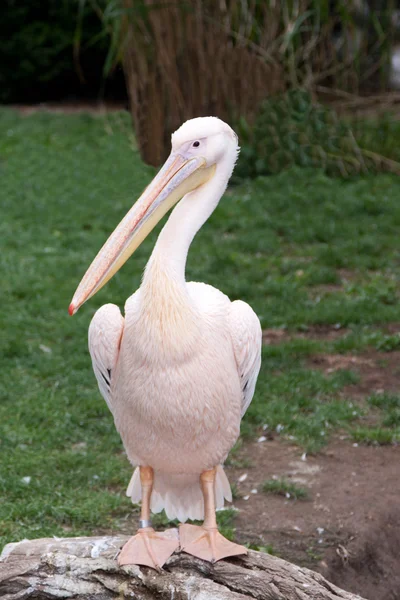 Bird pelican — Stock Photo, Image