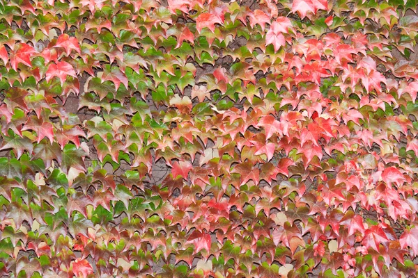 Background from autumn sheet — Stock Photo, Image