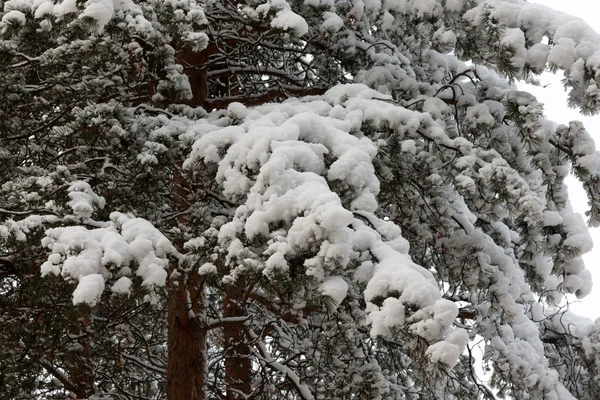 Ветви сосны в снегу — стоковое фото