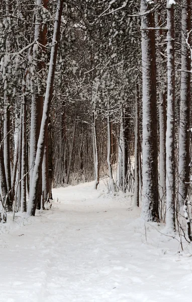 Besneeuwde lane in winter hout — Stockfoto
