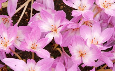 flowerbed ile mor renk Çiğdem