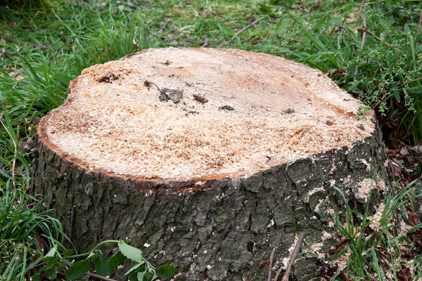 Sawed down stump — Stock Photo, Image