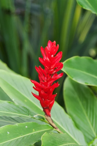 Exotická červená květina — Stock fotografie