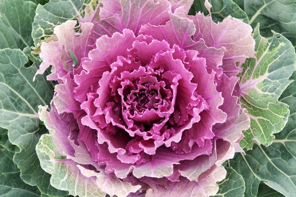 stock image Violet cabbage