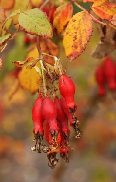 Frukterna av röda vildrosor — Stockfoto