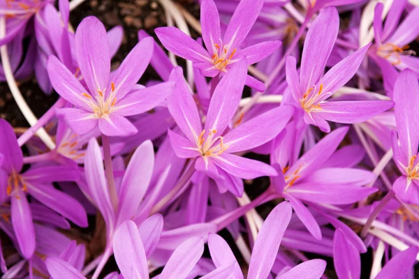 すみれ色、青紫色のクロッカスと花壇 — ストック写真