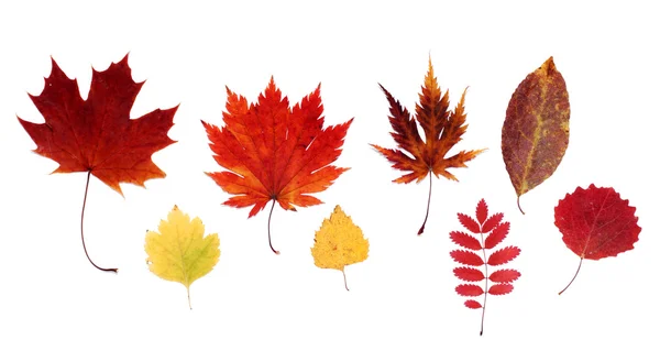 Суха осінь аркуша — стокове фото