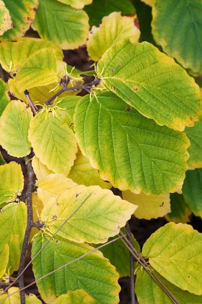 Folha verde e amarela — Fotografia de Stock