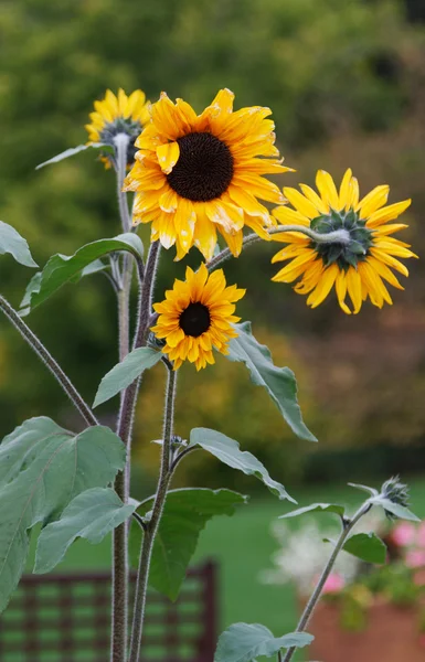 Three sunflowers on background verdure in park — Stock Photo, Image