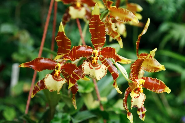 Orchidej hnědá — Stock fotografie