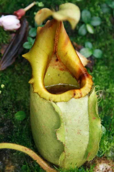 Vraatzuchtige tropische plant — Stockfoto