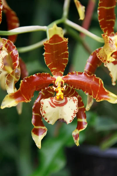 Orchidej hnědá — Stock fotografie