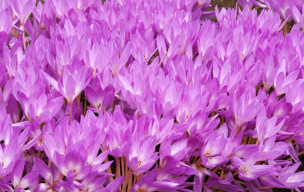 Flowerbed with violet colour crocus — Stock Photo, Image