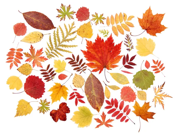 Podzimní Listí Červené Žluté Zelené Suché Bílém Pozadí — Stock fotografie