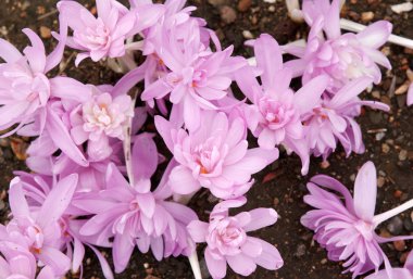 flowerbed ile mor renk Çiğdem