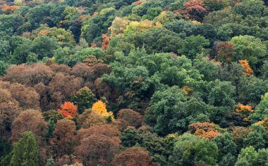 sonbahar forest Hill Prag, Çek Cumhuriyeti