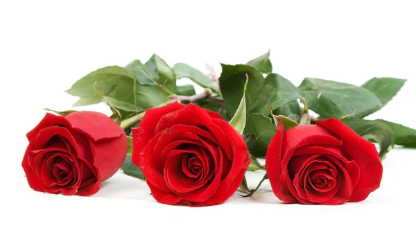 Three red roses — Stock Photo, Image