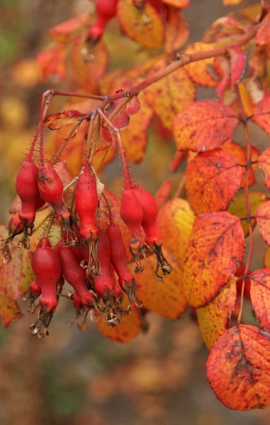 Frutos Rosa Selvagem Vermelha Crescem Árvore Outono — Fotografia de Stock