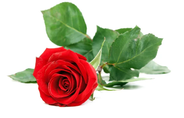 Rosa Rossa Con Fusto Verde Isolato Fondo Bianco — Foto Stock