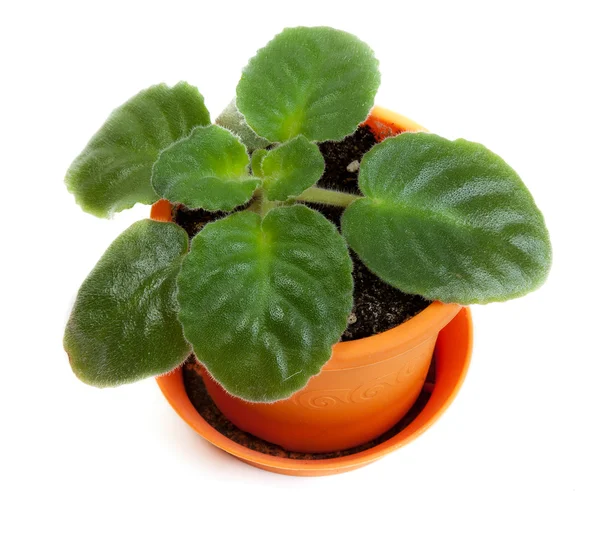 Green Violet Orange Pot White Background — Stock Photo, Image