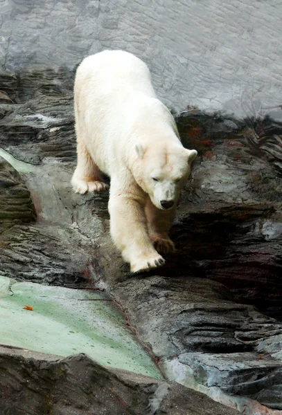 Urso polar caído nas rochas — Fotografia de Stock