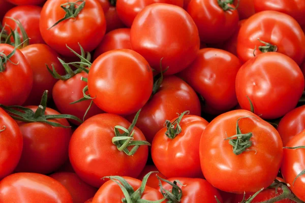 緑のルーツを持つ赤い完熟トマトの背景 — ストック写真