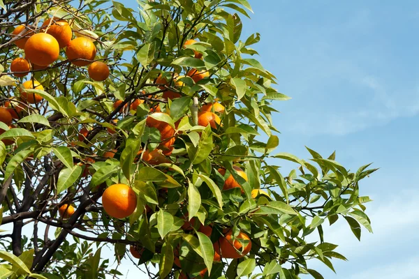 Grenar Med Frukterna Tangerine Träd Mot Himlen — Stockfoto