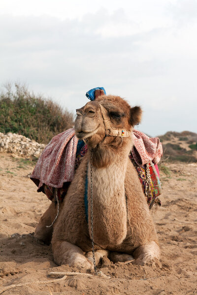 Camel sits