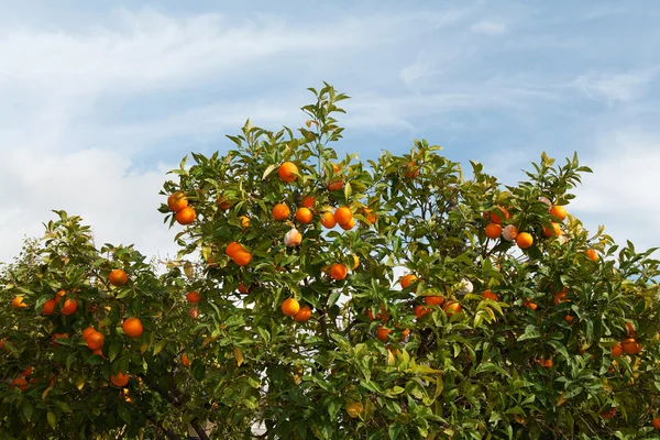 Ветви с фруктами — стоковое фото