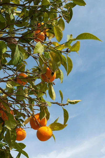 Zweige Mit Den Früchten Der Mandarinen Gegen Den Himmel — Stockfoto