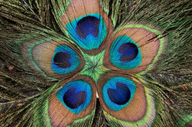 Background color of the peacock's feathers clipart