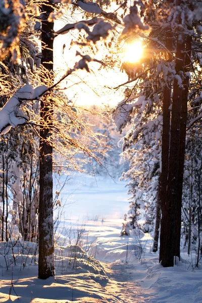 Floresta de Inverno — Fotografia de Stock