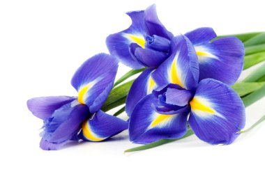 Iris bouquet clipart