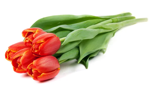 Bouquet of red tulips — Stock Photo, Image
