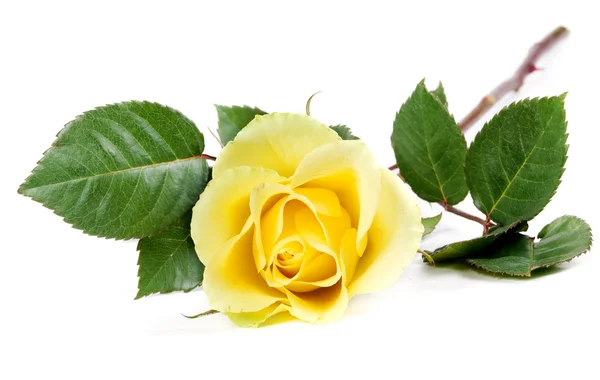 Čerstvé žluté růže — Stock fotografie