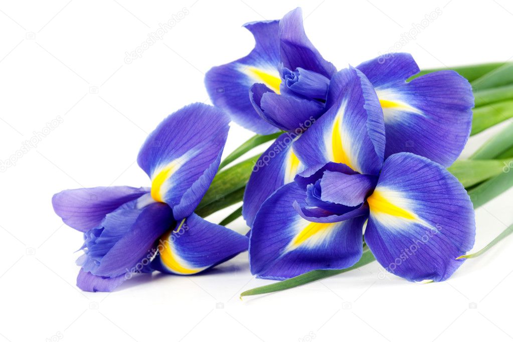 Flor de iris blanco fotos de stock, imágenes de Flor de iris blanco sin  royalties | Depositphotos