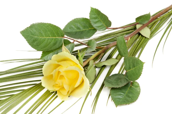 Fresh yellow roses — Stock Photo, Image