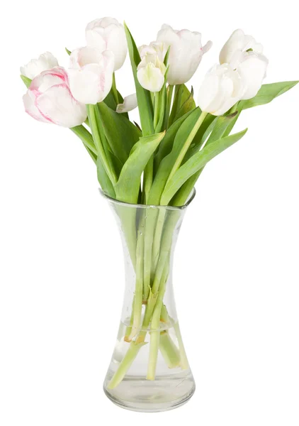Яркие тюльпаны — стоковое фото