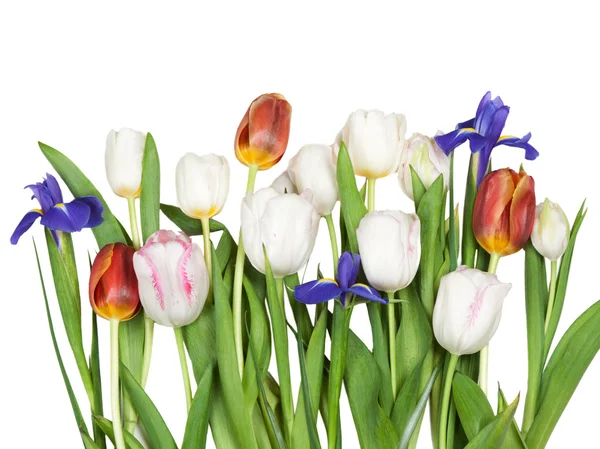 Blommor tulpaner, iris — Stockfoto
