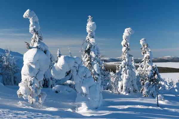 Bomen in de sneeuw — Stockfoto