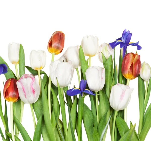 Flores tulipas, íris — Fotografia de Stock