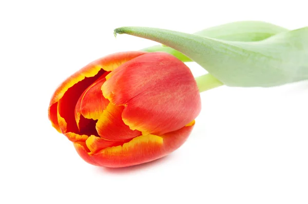 Red tulip Royalty Free Stock Photos