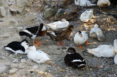 kümes hayvanları yapay kuş, ördekler et, yumurta ve tüyler, özellikle almak için yükselterek eder ancak da güvercinler gibi diğer kullanım için pets.
