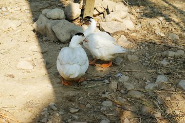 kümes hayvanları yapay kuş, ördekler et, yumurta ve tüyler, özellikle almak için yükselterek eder ancak da güvercinler gibi diğer kullanım için pets.