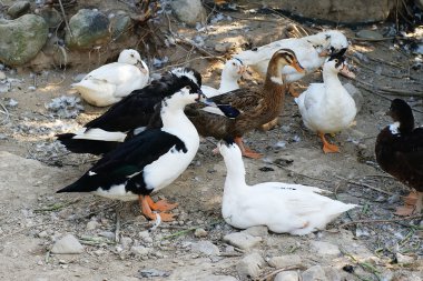 kümes hayvanları yapay kuş, ördekler et, yumurta ve tüyler, özellikle almak için yükselterek eder ancak da güvercinler gibi diğer kullanım için pets.