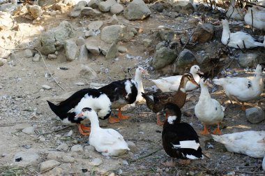 kümes hayvanları yapay kuş, ördekler et, yumurta ve tüyler, özellikle almak için yükselterek eder ancak da güvercinler gibi diğer kullanım için pets.