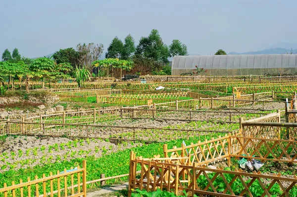 Vegetable field — Stock Photo, Image