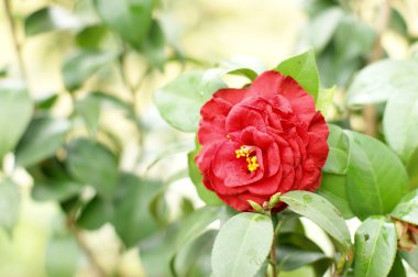 Camellia clipart