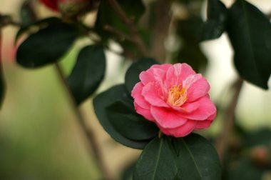 Camellia clipart