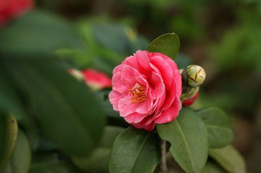 Camellia clipart